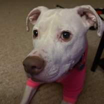 Thumbnail photo of Coconut #3