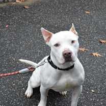 Thumbnail photo of Boo Radley #1