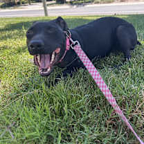 Thumbnail photo of Riley #3