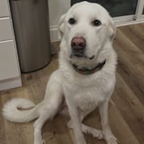 Thumbnail photo of Adi #1