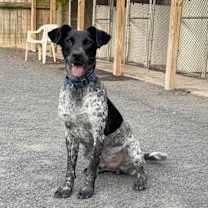 Thumbnail photo of Mauser #1