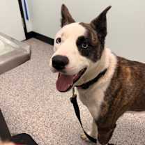 Thumbnail photo of Cosmo #3