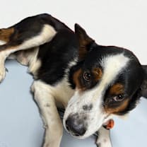 Thumbnail photo of Buddy #2