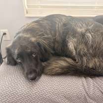 Thumbnail photo of Beau #3