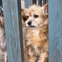 Thumbnail photo of Bella #3