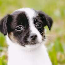 Thumbnail photo of XS Miss Miriam #1