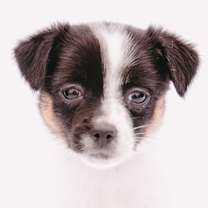 Thumbnail photo of XS Miss Miriam #2