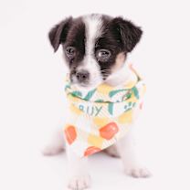 Thumbnail photo of XS Miss Miriam #3