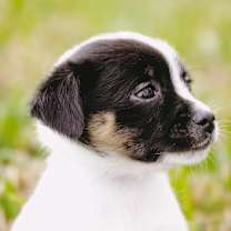 Thumbnail photo of XS Miss Miriam #4