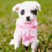 Thumbnail photo of XS Coraline #4