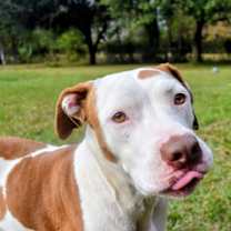 Thumbnail photo of Harley #2