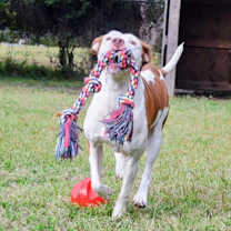 Thumbnail photo of Harley #3