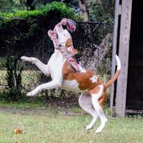 Thumbnail photo of Harley #4