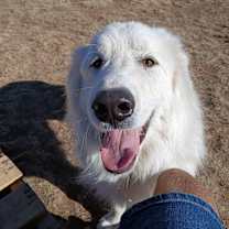 Thumbnail photo of Theo GP #2