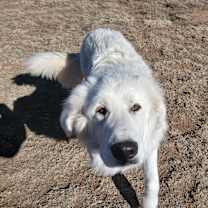 Thumbnail photo of Theo GP #3