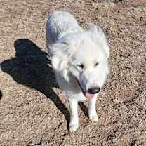 Thumbnail photo of Theo GP #4