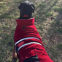 Thumbnail photo of Ollie #2