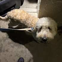 Thumbnail photo of Tomo #2