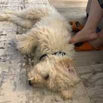 Thumbnail photo of Tomo #4