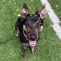 Thumbnail photo of Wee Woo  #1