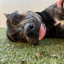 Thumbnail photo of Wee Woo  #2