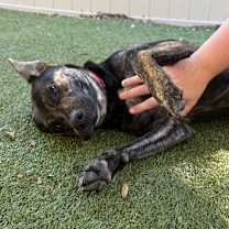 Thumbnail photo of Wee Woo  #3