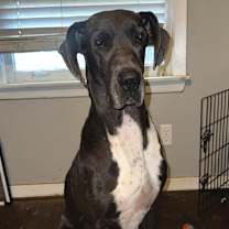 Thumbnail photo of Rosemary #1