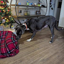 Thumbnail photo of Rosemary #2