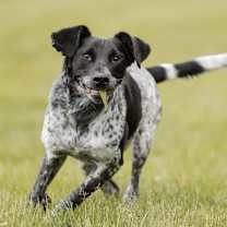 Thumbnail photo of Mauser #3