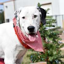 Thumbnail photo of Oakley #1