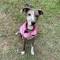 Thumbnail photo of Shadow #2