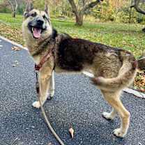 Thumbnail photo of Flynn #2