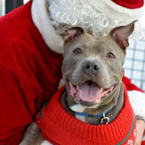 Thumbnail photo of Santi #1