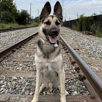 Thumbnail photo of Enzo #4