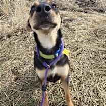 Thumbnail photo of Mahonia #4
