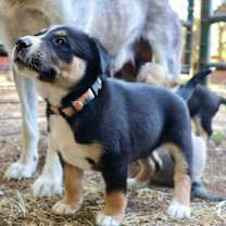 Thumbnail photo of Sanka #3