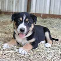 Thumbnail photo of Sanka #4