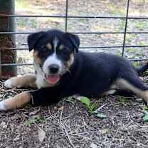 Thumbnail photo of Sanka #2