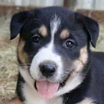 Thumbnail photo of Sanka #1