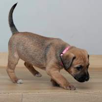 Thumbnail photo of Harvest D67159 #3