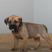 Thumbnail photo of Harvest D67159 #4