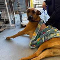 Thumbnail photo of Susie Q #2