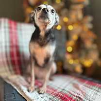 Thumbnail photo of Faline👯 #3