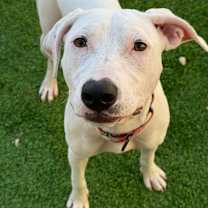 Thumbnail photo of Funyun $450 #4