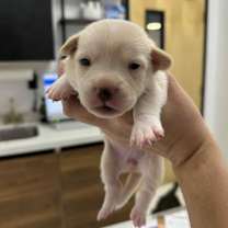 Thumbnail photo of Sage #3