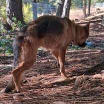 Thumbnail photo of Ember #3