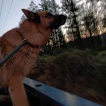 Thumbnail photo of Ember #4