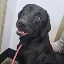 Thumbnail photo of Caillou #2