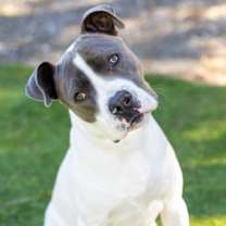 Thumbnail photo of *COLTON #1