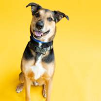 Thumbnail photo of Brody #2